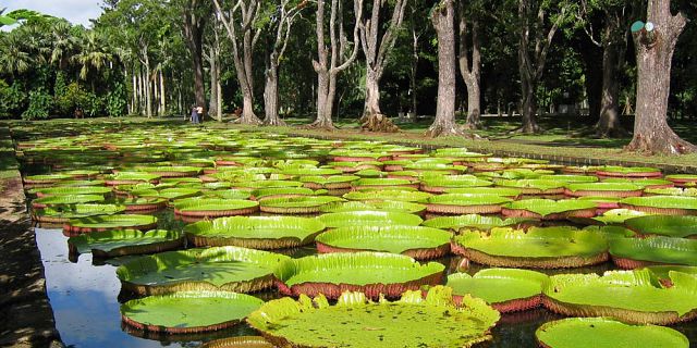 Mauritius national botanical garden (9)